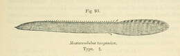 Image of Mastacembelus tanganicae Günther 1894