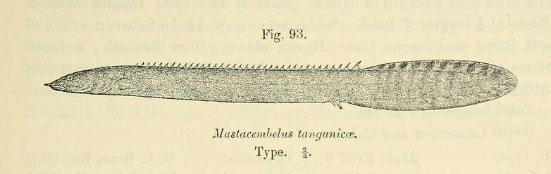 Image of Mastacembelus tanganicae Günther 1894