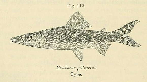 Image of Mesoborus