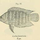 Image of Banded Climbing Perch