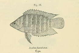 Image of Banded Climbing Perch