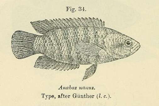 Image of Dwarf Climbing Perch