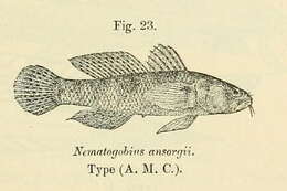 Nematogobius resmi