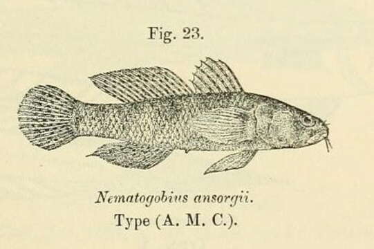 Image of Nematogobius