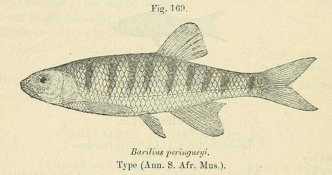 Image of Southern Barred Minnow