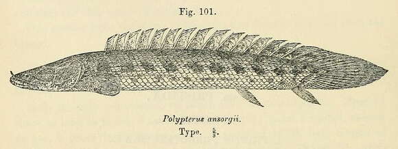 Image of Guinean bichir