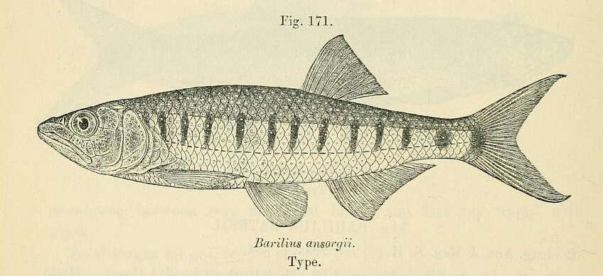 Image of Raiamas ansorgii (Boulenger 1910)