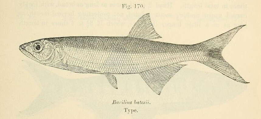 Image of Raiamas batesii (Boulenger 1914)