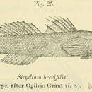 Image of Sicydium brevifile Ogilvie-Grant 1884