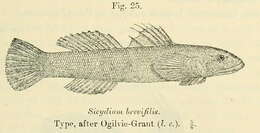 Image of Sicydium brevifile Ogilvie-Grant 1884