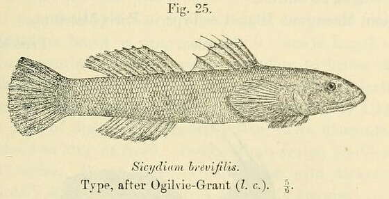 Plancia ëd Sicydium brevifile Ogilvie-Grant 1884