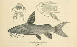 Image of Synodontis steindachneri Boulenger 1913