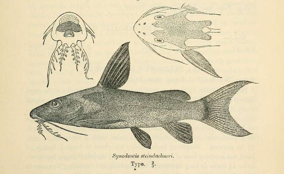 Image of Synodontis steindachneri Boulenger 1913