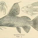 Image of Synodontis ansorgii Boulenger 1911