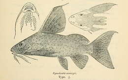Image of Synodontis ansorgii Boulenger 1911