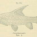 Image of Labeobarbus ensifer Boulenger 1910