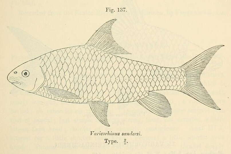 Image de Labeobarbus sandersi (Boulenger 1912)