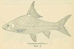 Image of Labeobarbus steindachneri (Boulenger 1910)