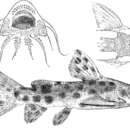 Image of Synodontis longirostris Boulenger 1902