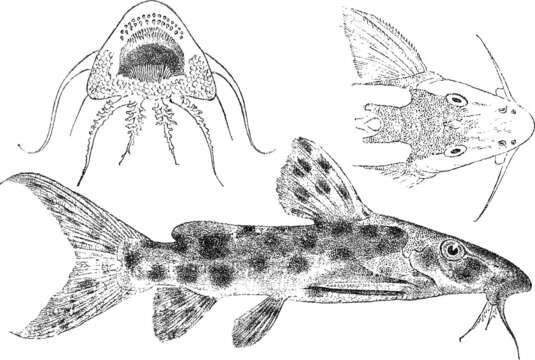 Image of Synodontis longirostris Boulenger 1902