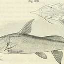 Image of Synodontis xiphias Günther 1864