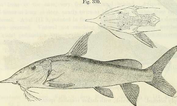 Image of Synodontis xiphias Günther 1864