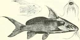 Image of Shield-head Catfish