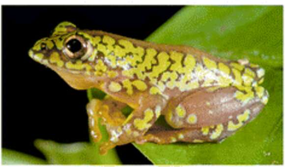 Image of Tiny reed frog