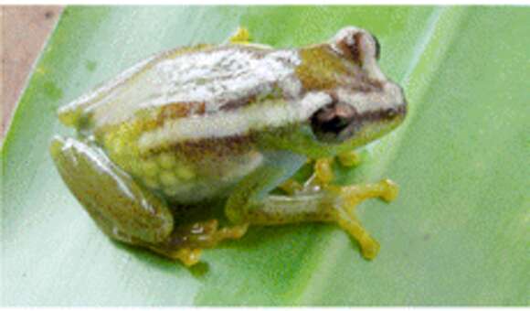 Image of Reed frog