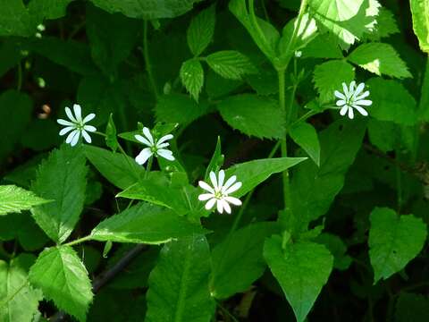 Image of wood stitchwort