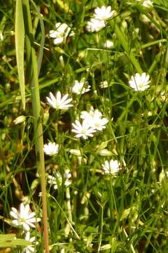 Imagem de Stellaria graminea L.