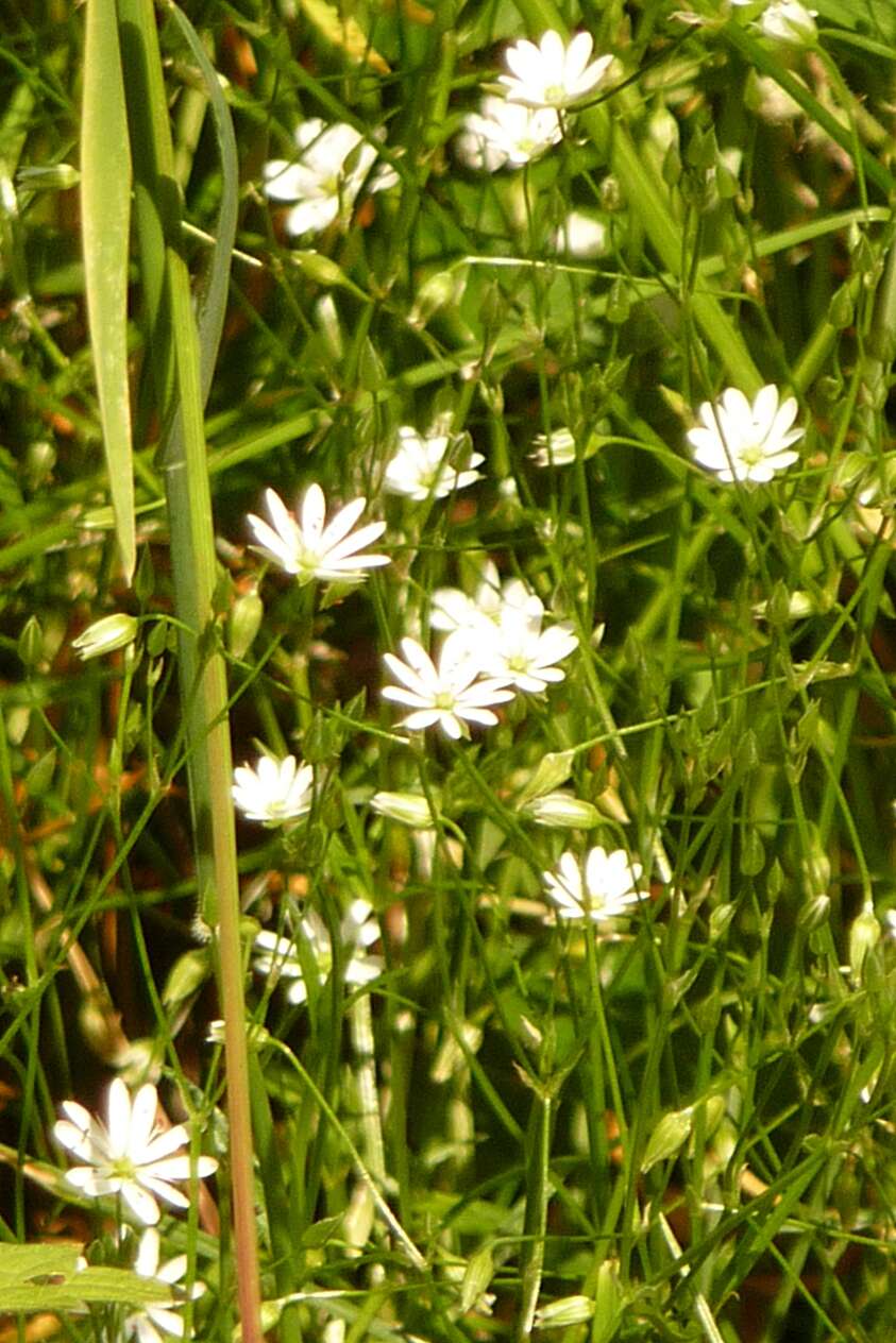 Imagem de Stellaria graminea L.