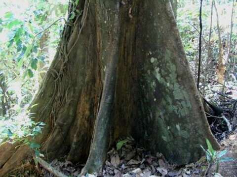 Image of Hopea beccariana Burck