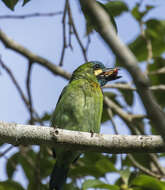 Image of Blue-eared Barbet