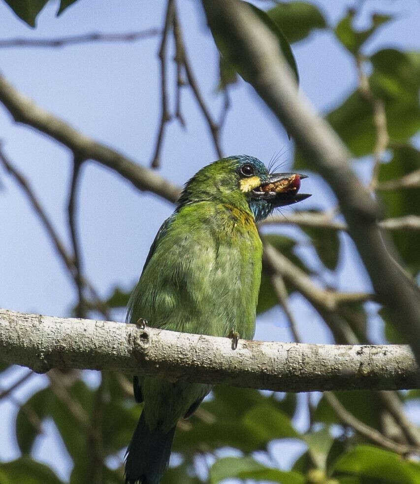 Image of Blue-eared Barbet