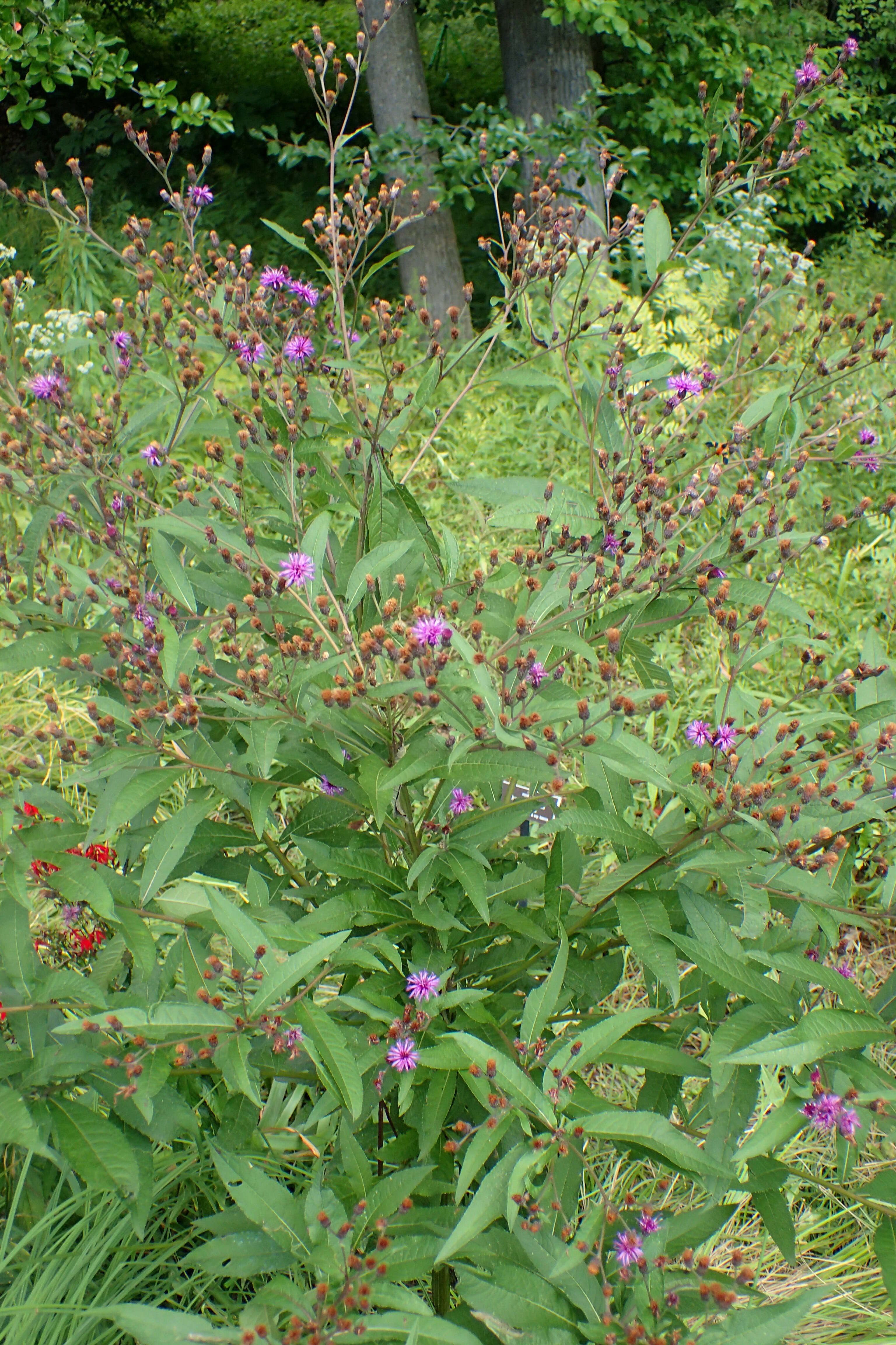 Image of New York ironweed