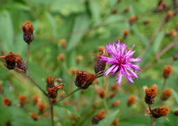 Imagem de Vernonia noveboracensis (L.) Willd.