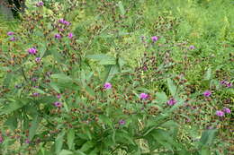 Imagem de Vernonia noveboracensis (L.) Willd.