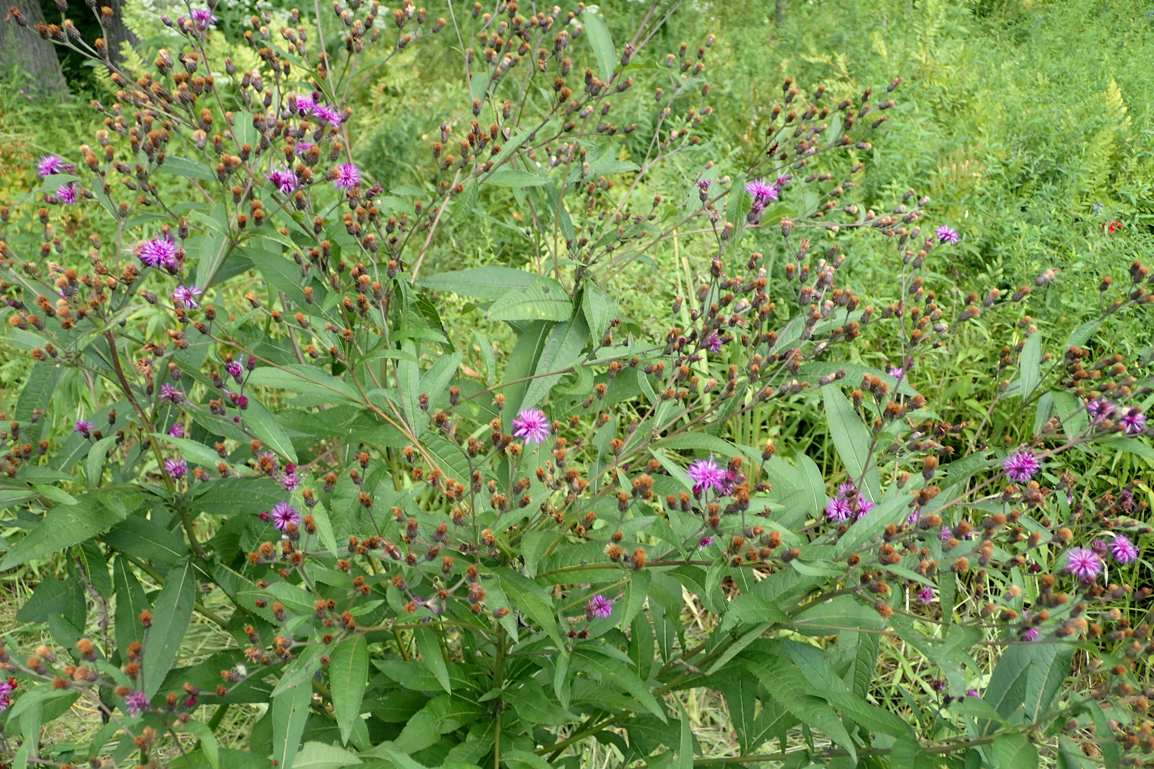 Image of New York ironweed