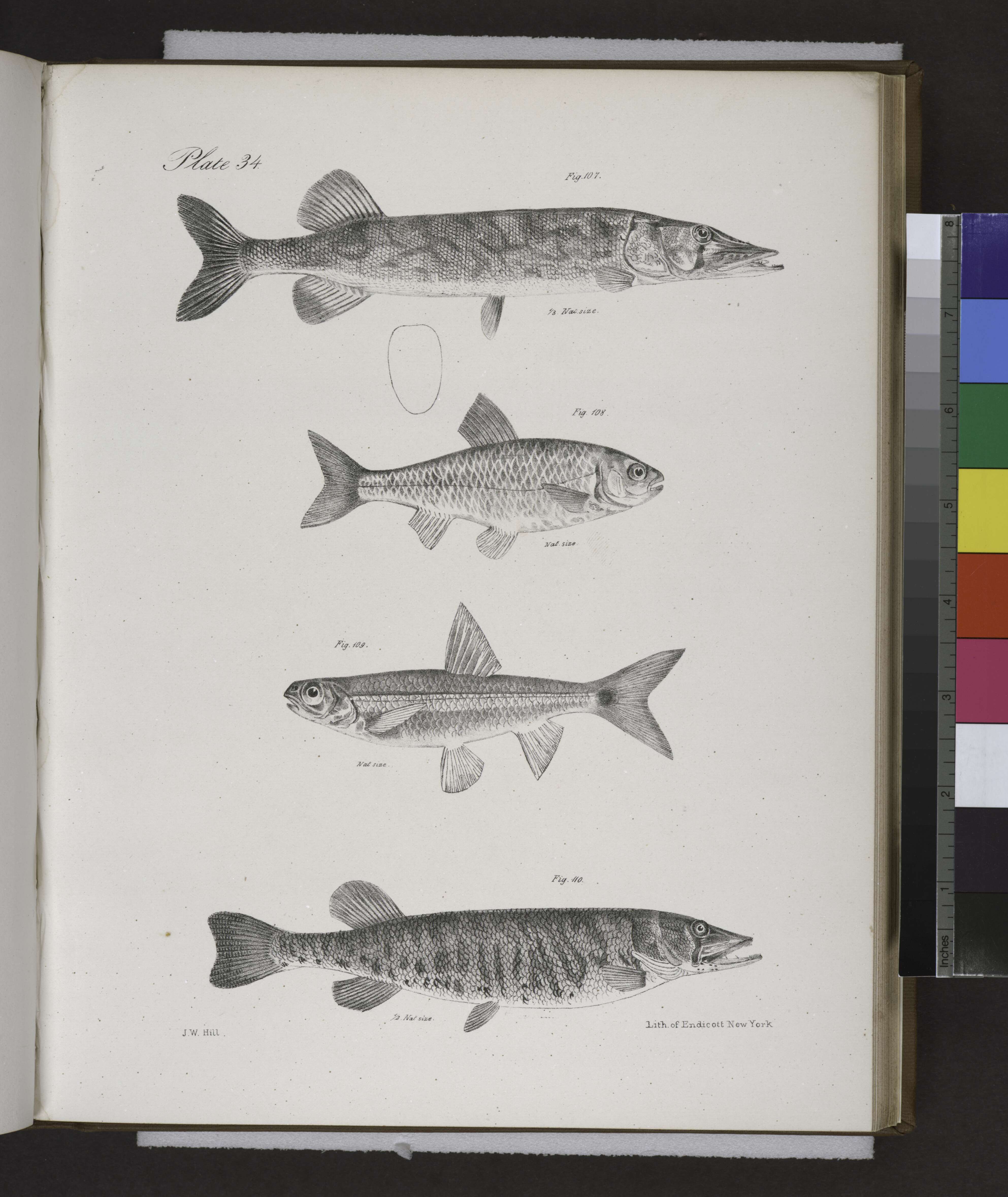 Imagem de Notropis hudsonius (Clinton 1824)