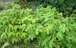 Prosartes maculata (Buckley) A. Gray的圖片