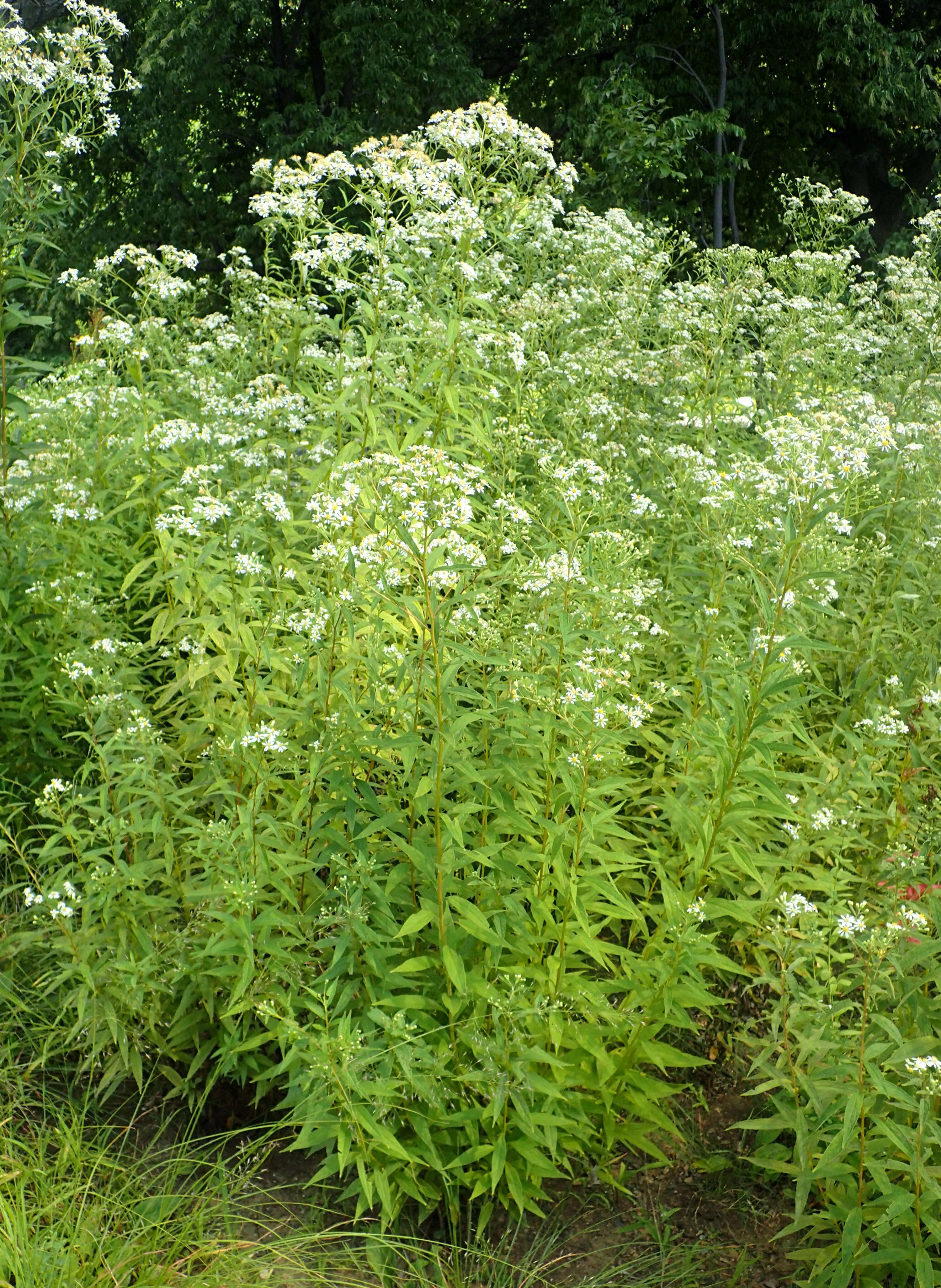 Imagem de Doellingeria umbellata (Mill.) Nees