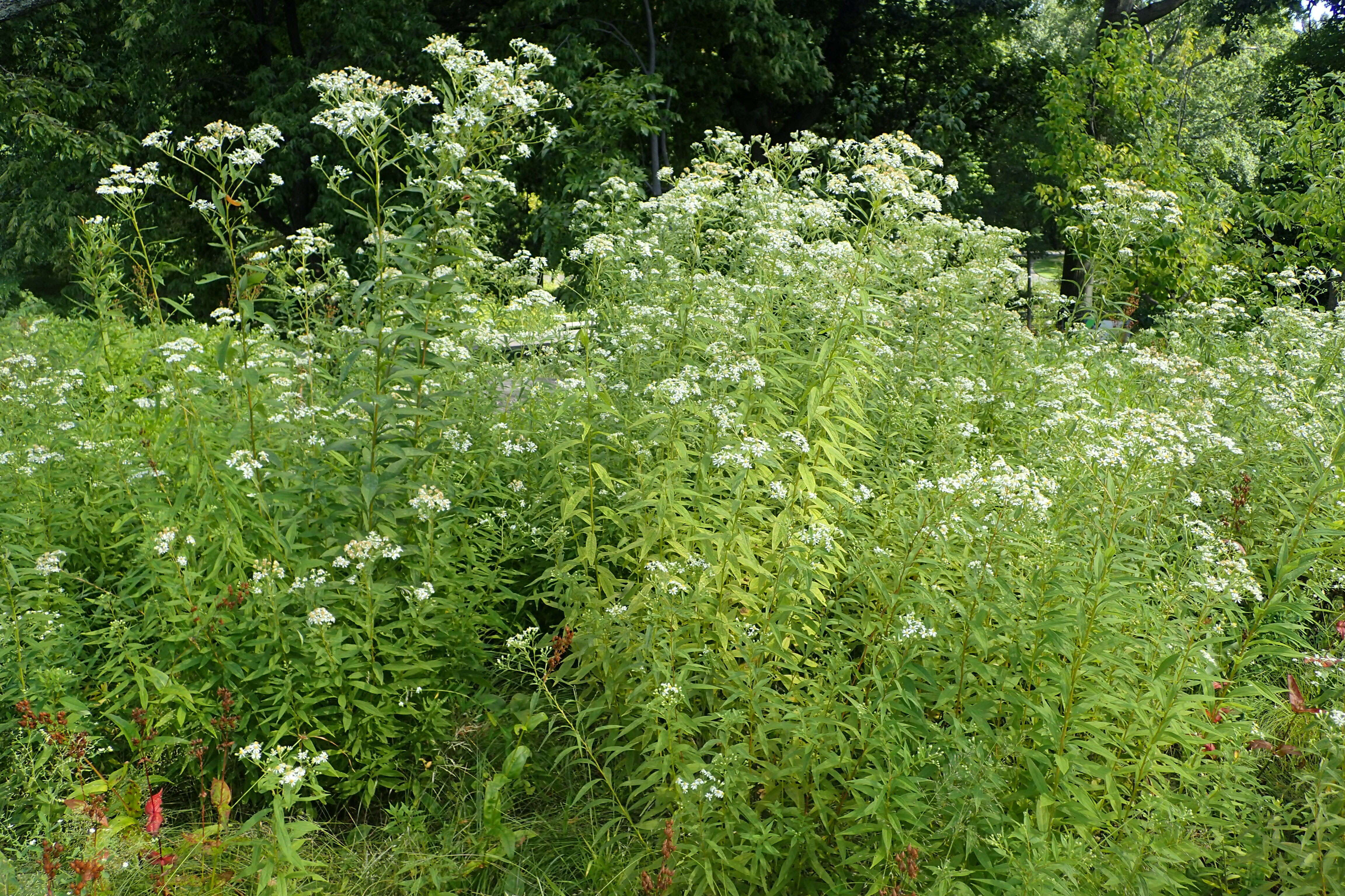 Imagem de Doellingeria umbellata (Mill.) Nees