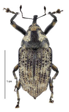 Image of Rhynchodes