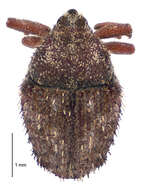 Image of Trichosirocalus horridus