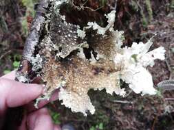 Image of Oregon lung lichen