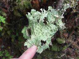 Image of Oregon lung lichen