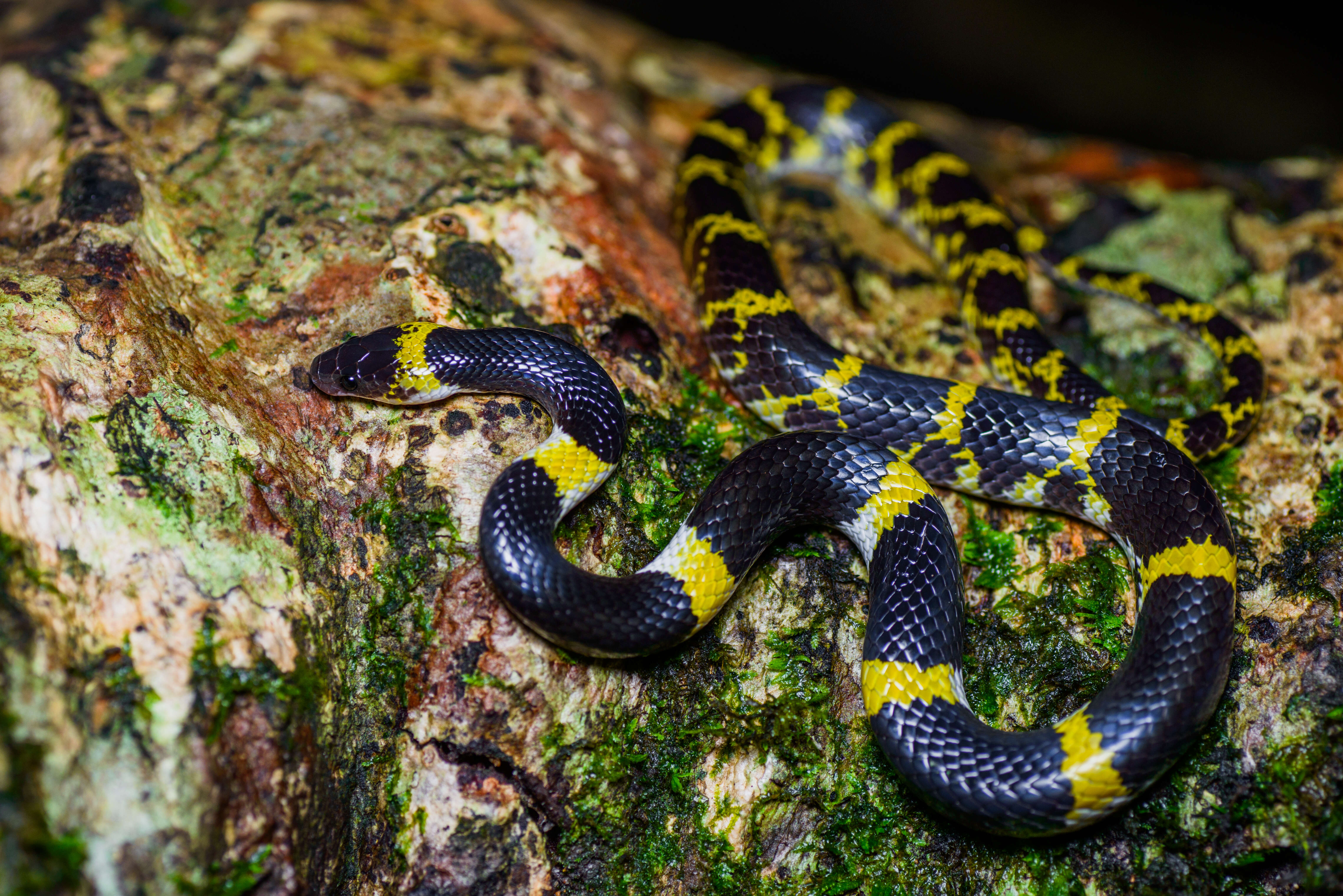 Image of Laos Wolf Snake