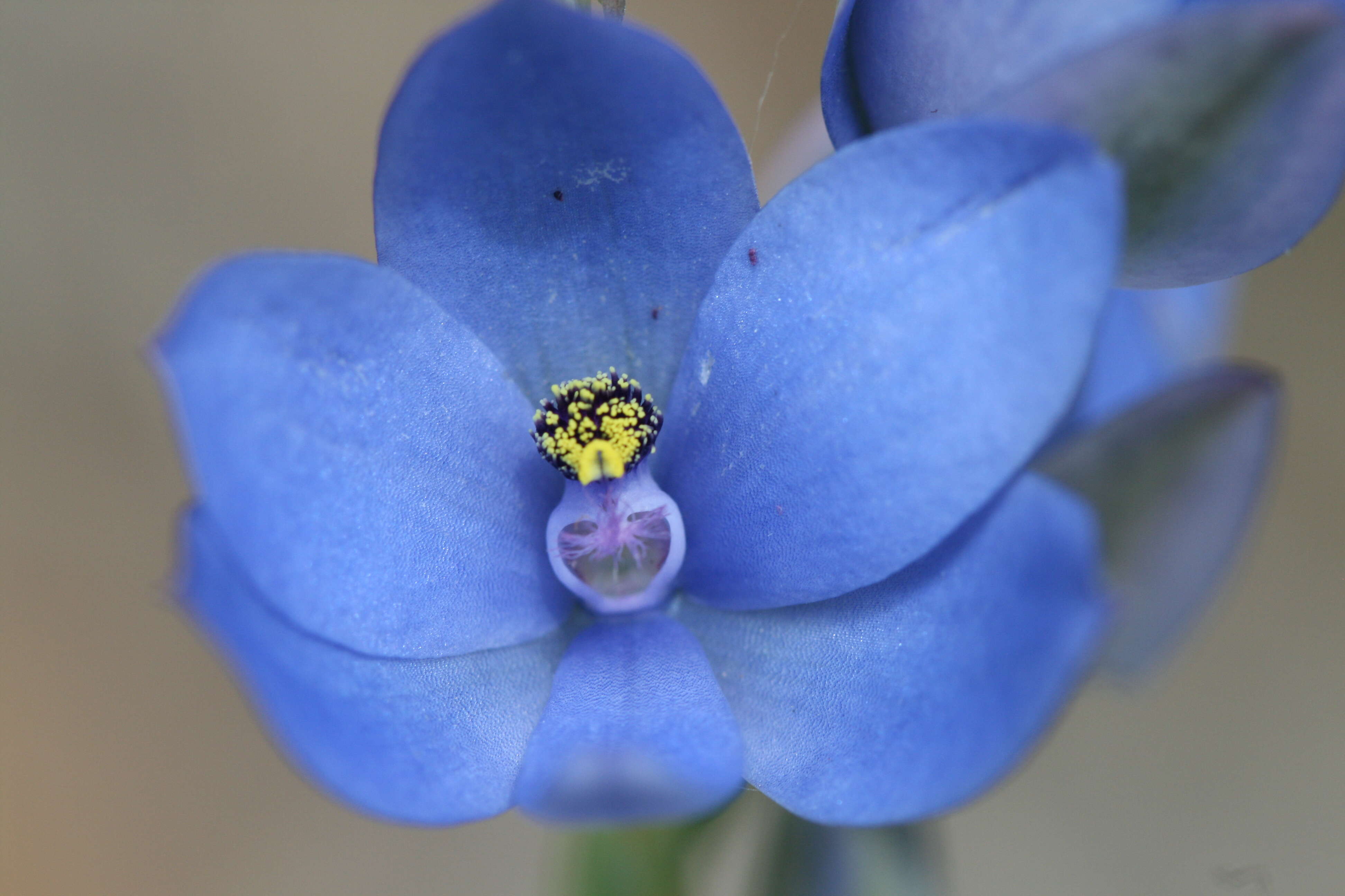 Image de Thelymitra crinita Lindl.