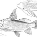 Imagem de Synodontis geledensis Günther 1896